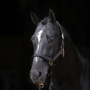 TopLine Halter Carbón C