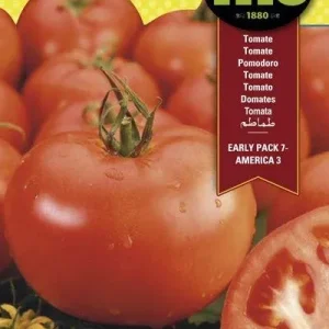TOMATE AMERICA-3 SUPERBOL