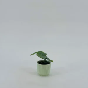 MONSTERA AMYDRIUM MEDIUM PLATEADO M6