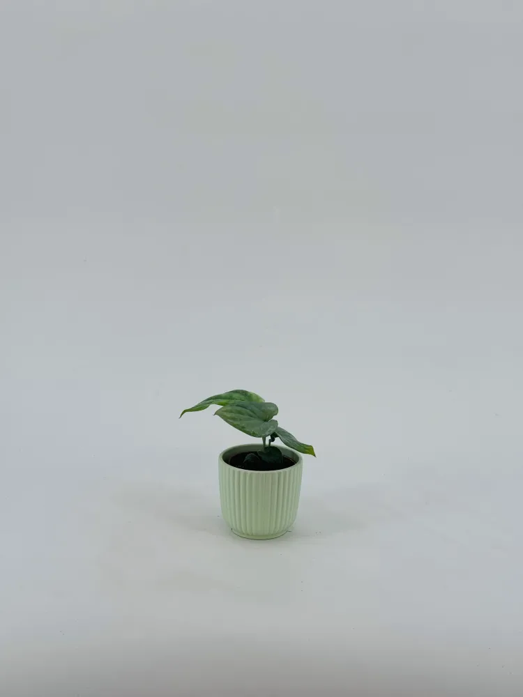 MONSTERA AMYDRIUM MEDIUM PLATEADO M6