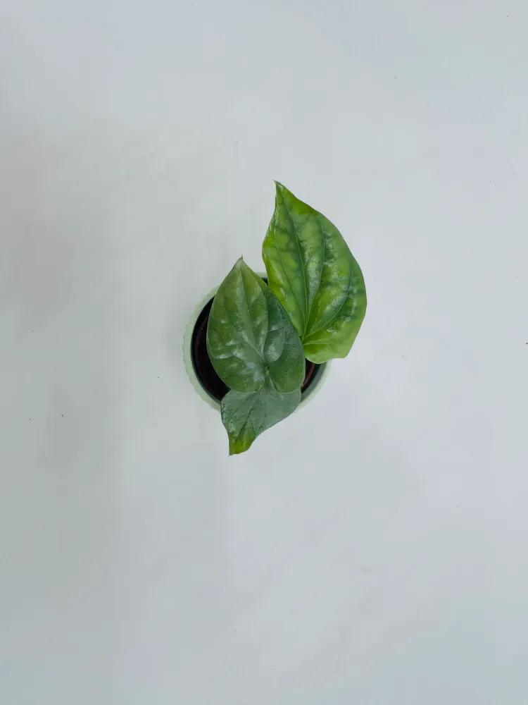 MONSTERA AMYDRIUM MEDIUM PLATEADO M6