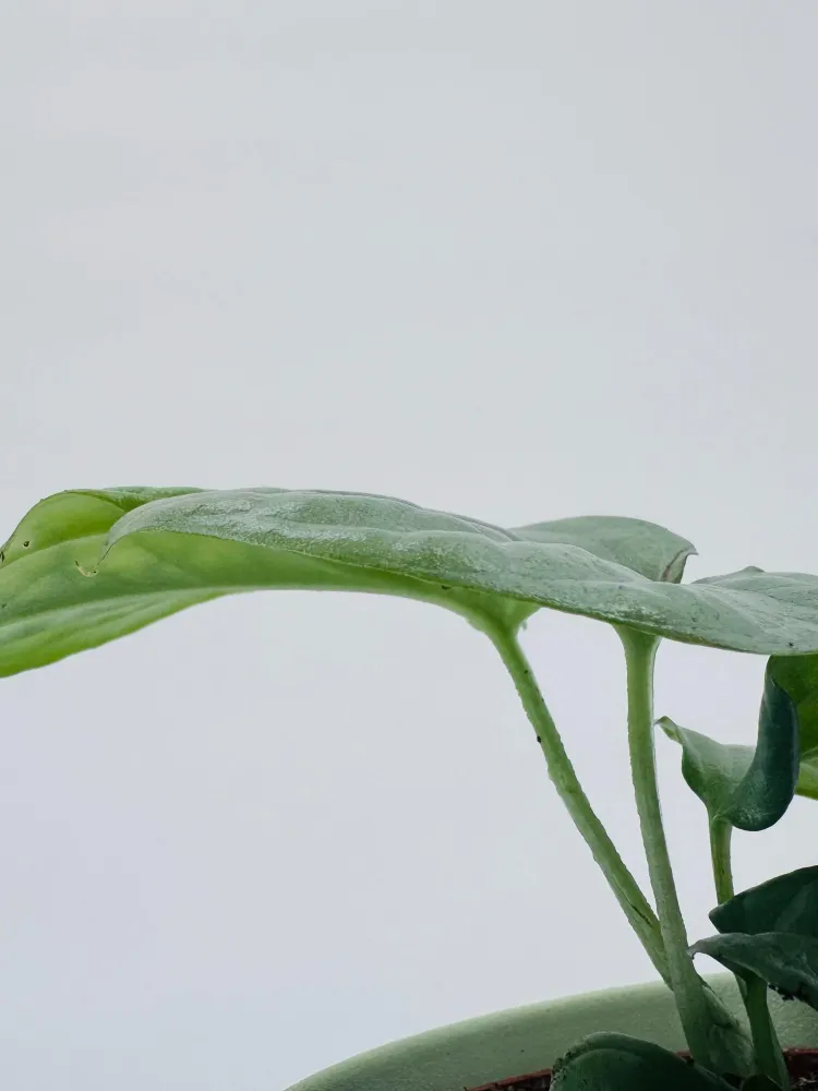 MONSTERA AMYDRIUM MEDIUM PLATEADO M6