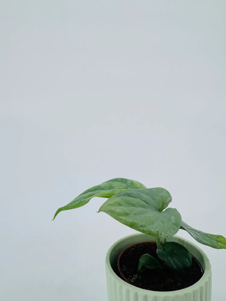 MONSTERA AMYDRIUM MEDIUM PLATEADO M6