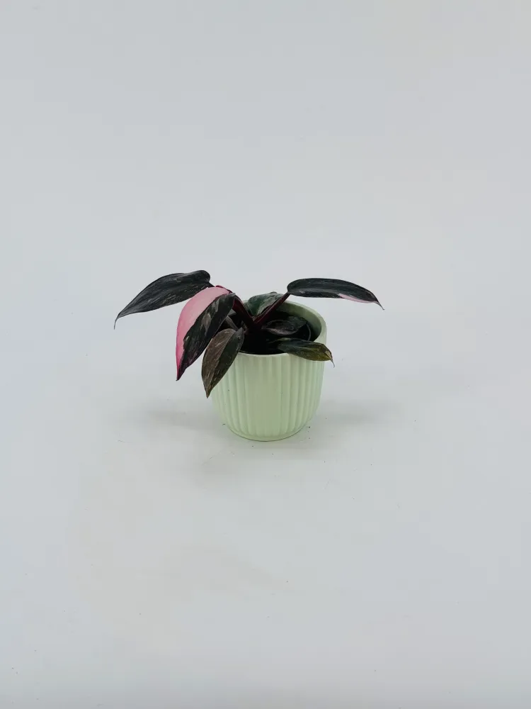 PHILODENDRON ROSA PRINCESS M6