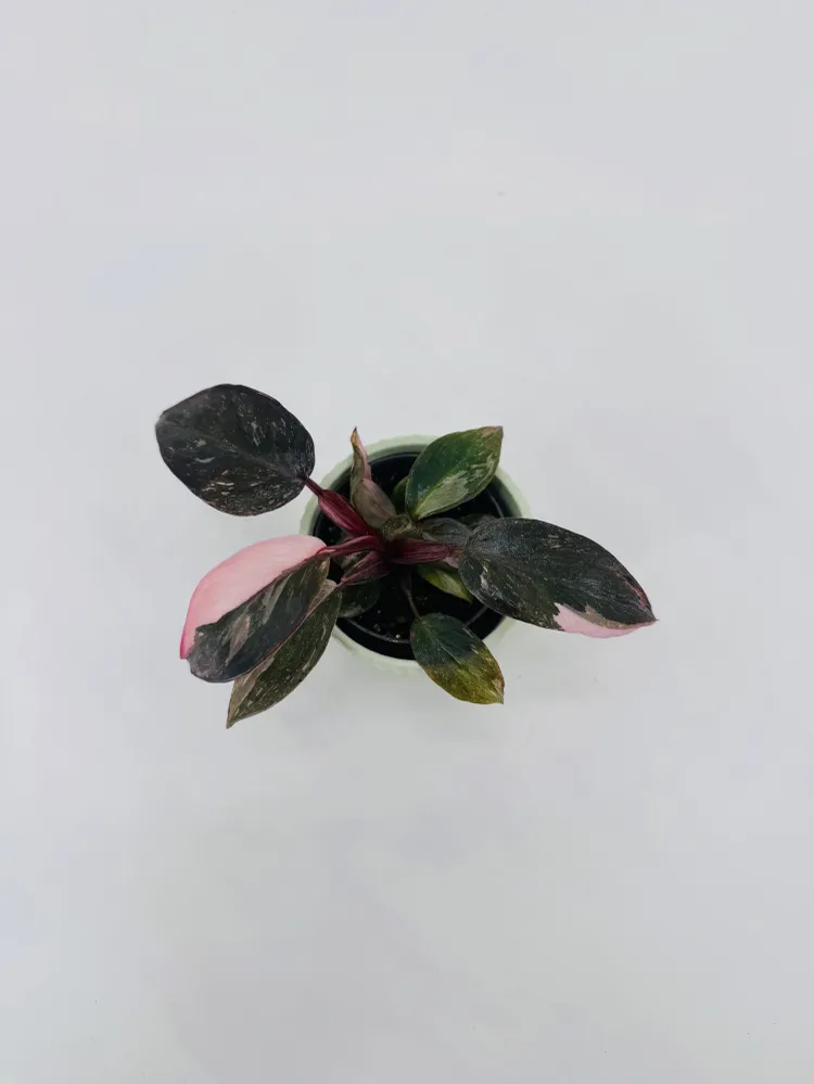 PHILODENDRON ROSA PRINCESS M6