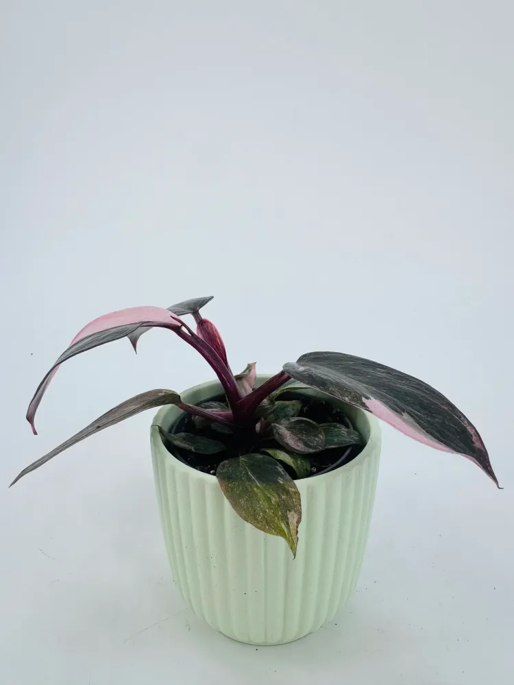 PHILODENDRON ROSA PRINCESS M6