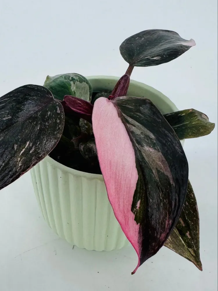PHILODENDRON ROSA PRINCESS M6