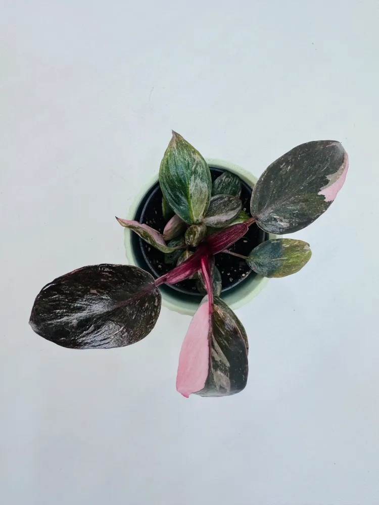 PHILODENDRON ROSA PRINCESS M6