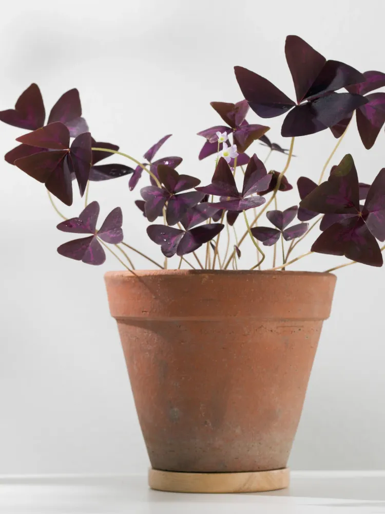 Pilas Alcalinas OXALIS CRAZY PLUM 6CM