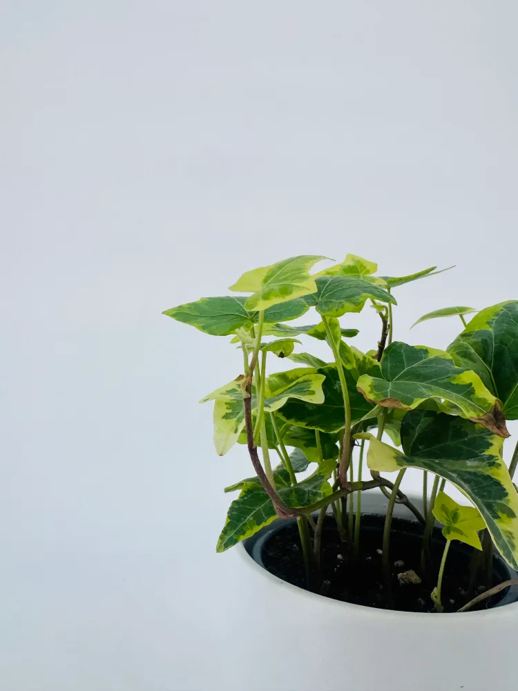 HEDERA HELIX MIX M9