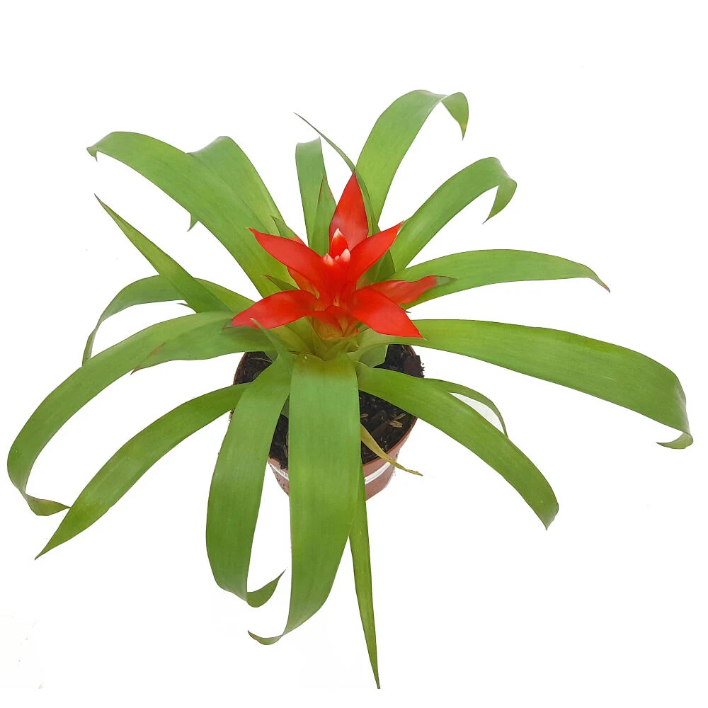 Pilas Alcalinas Guzmania Variada M9 20cm