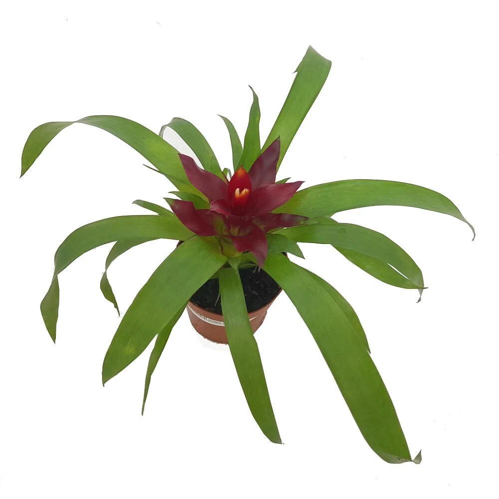 Pilas Alcalinas Guzmania Variada M9 20cm